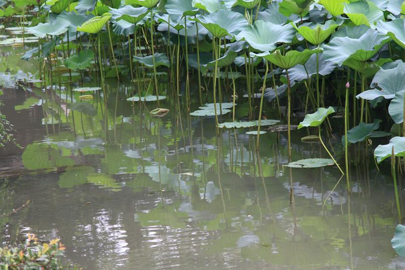 813-Hangzhou,18 luglio 2014.JPG